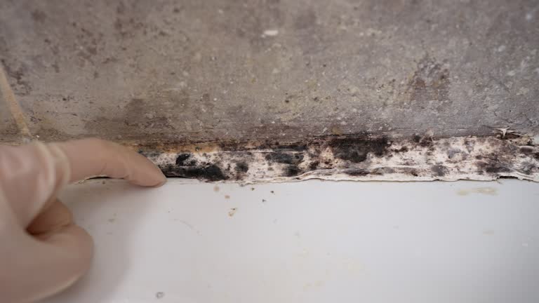 Best Asbestos and Lead Testing During Mold Inspection  in Calumet City, IL